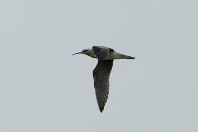 Little Curlew - ML618696582