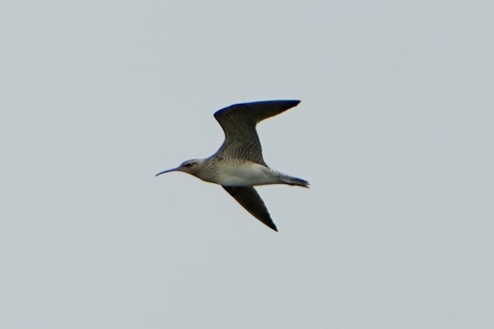 Little Curlew - ML618696583