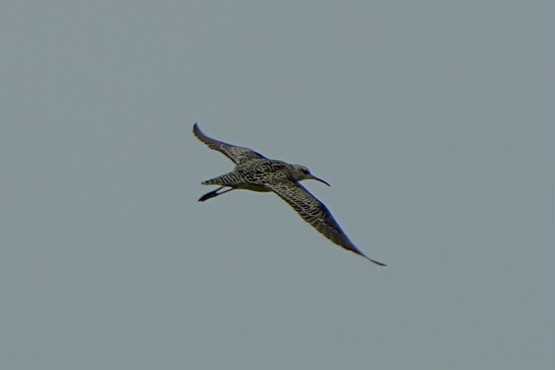 Little Curlew - ML618696584