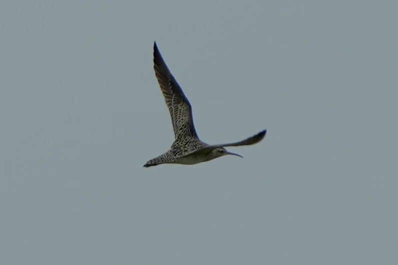 Little Curlew - ML618696585