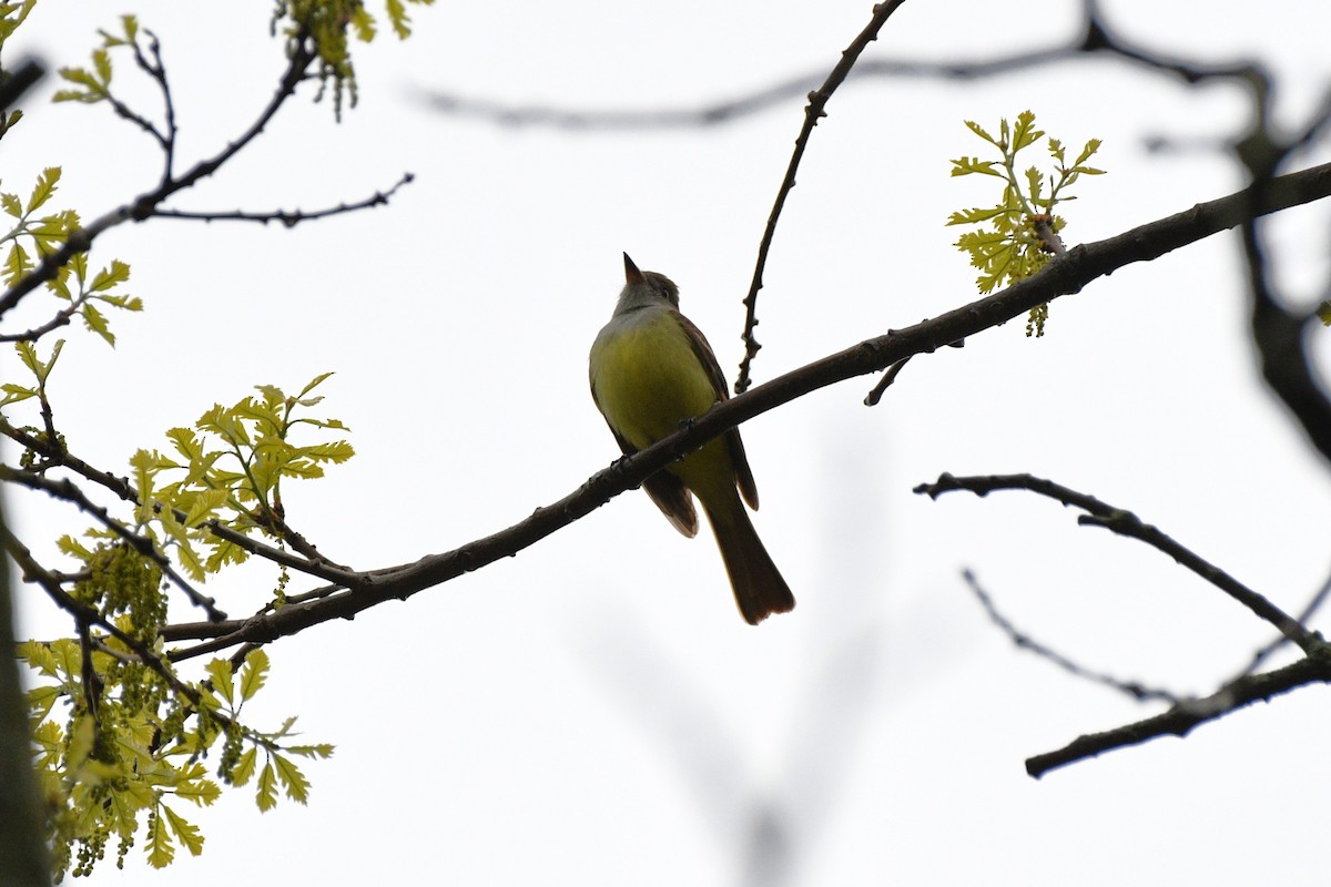Great Crested Flycatcher - ML618696593