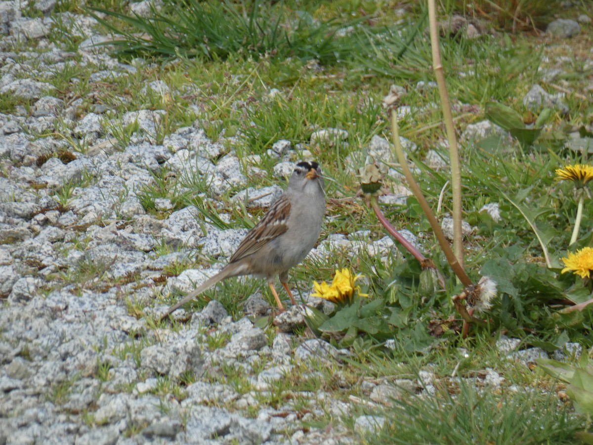 White-crowned Sparrow - ML618696615
