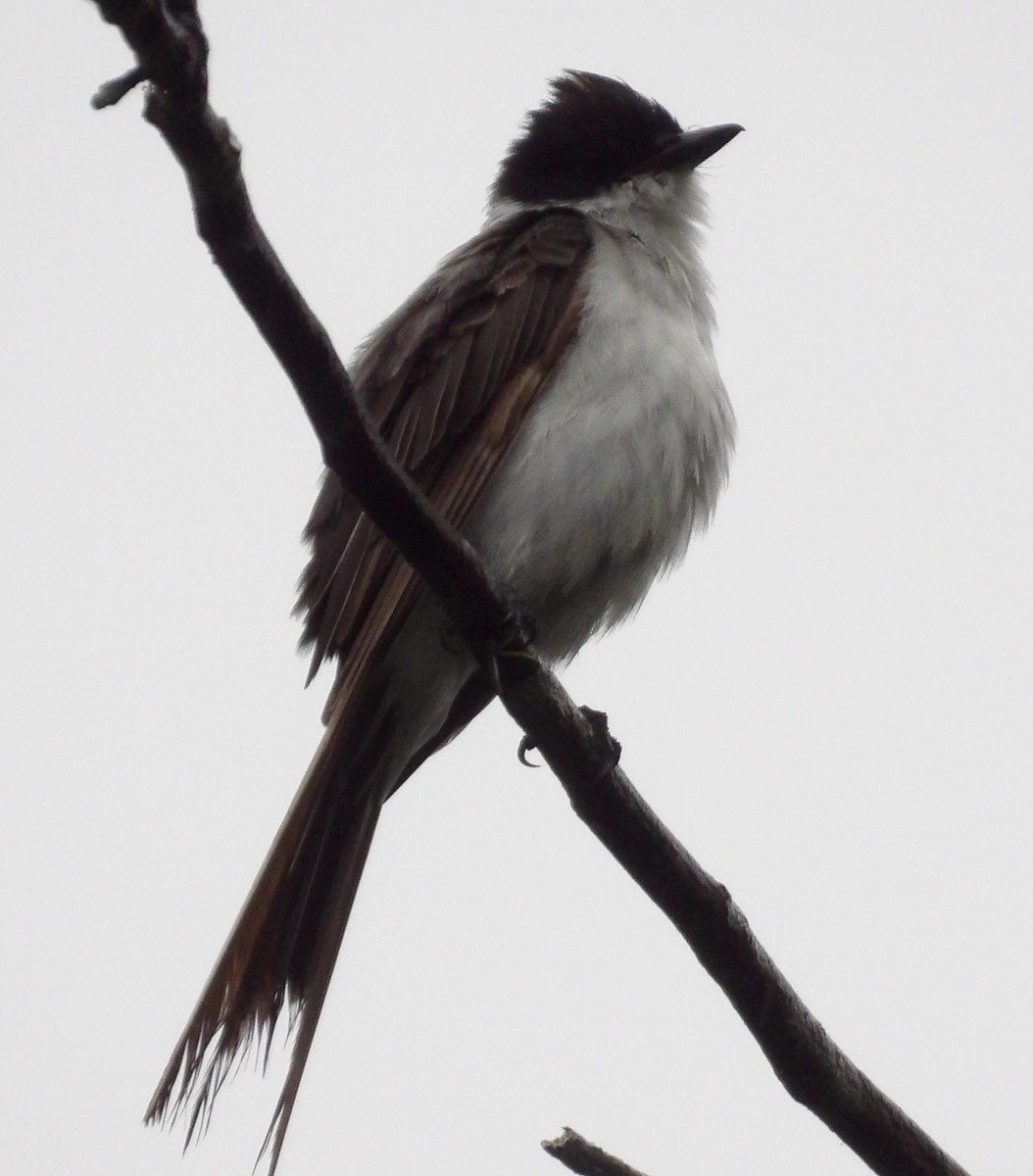 Fork-tailed Flycatcher - ML618696629