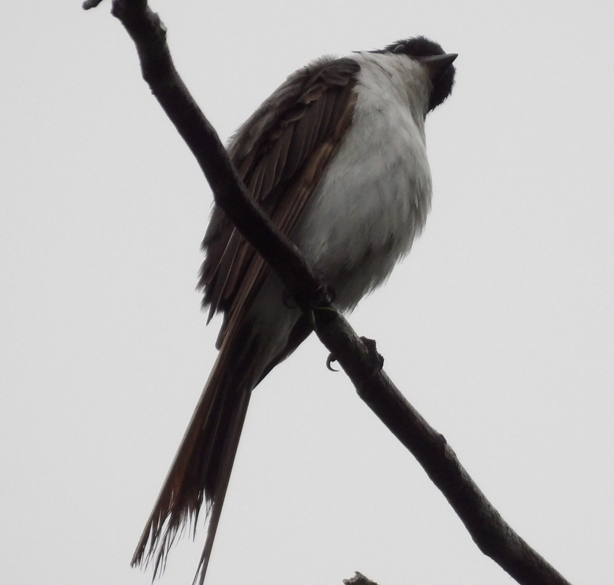 Fork-tailed Flycatcher - ML618696630