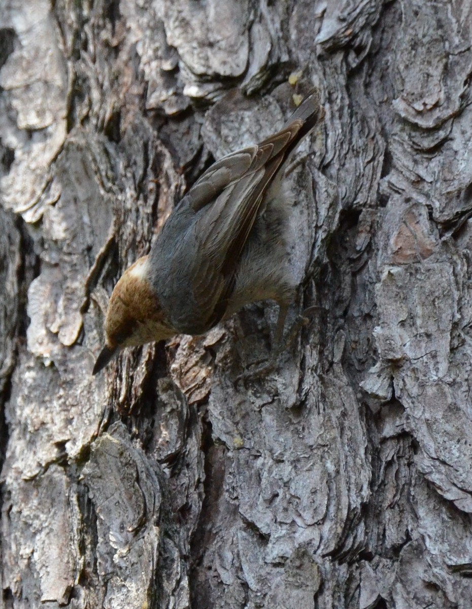 Brown-headed Nuthatch - ML618696664