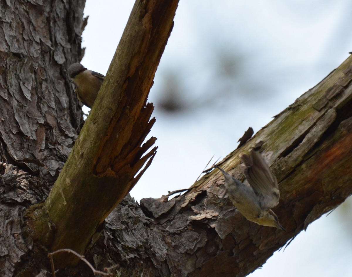 Brown-headed Nuthatch - ML618696665