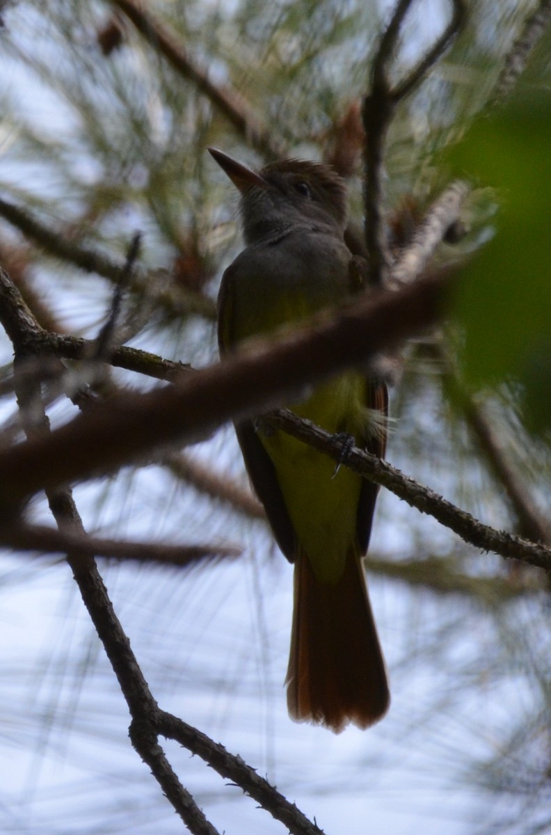 Great Crested Flycatcher - ML618696685