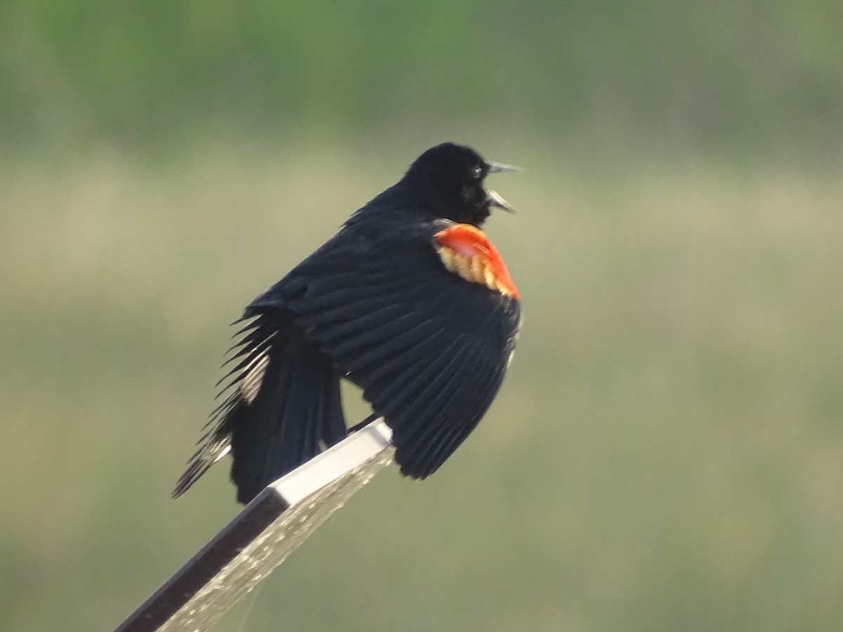 Red-winged Blackbird - ML618696763