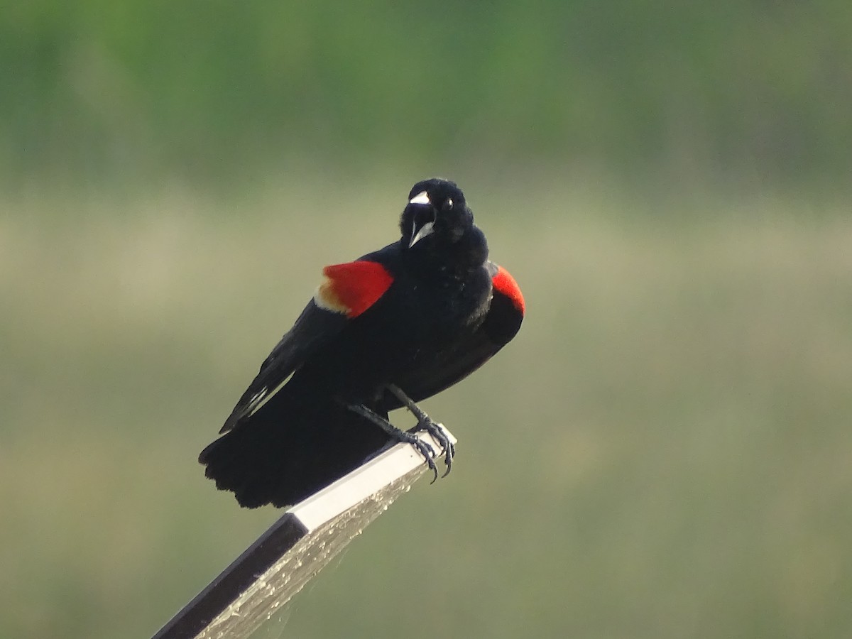 Red-winged Blackbird - ML618696768