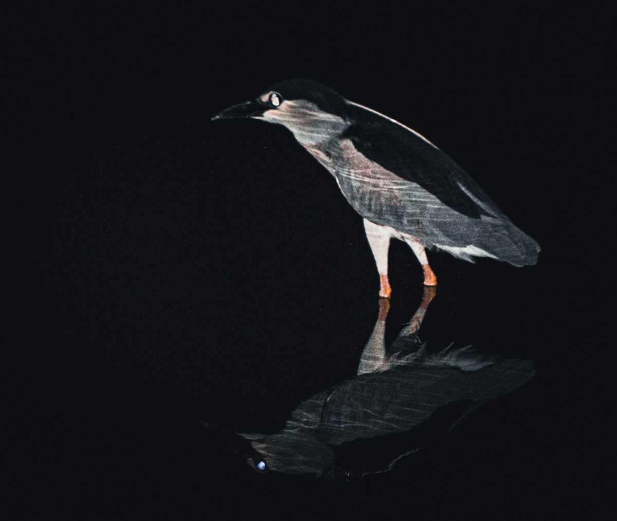 Black-crowned Night Heron - ML618696772