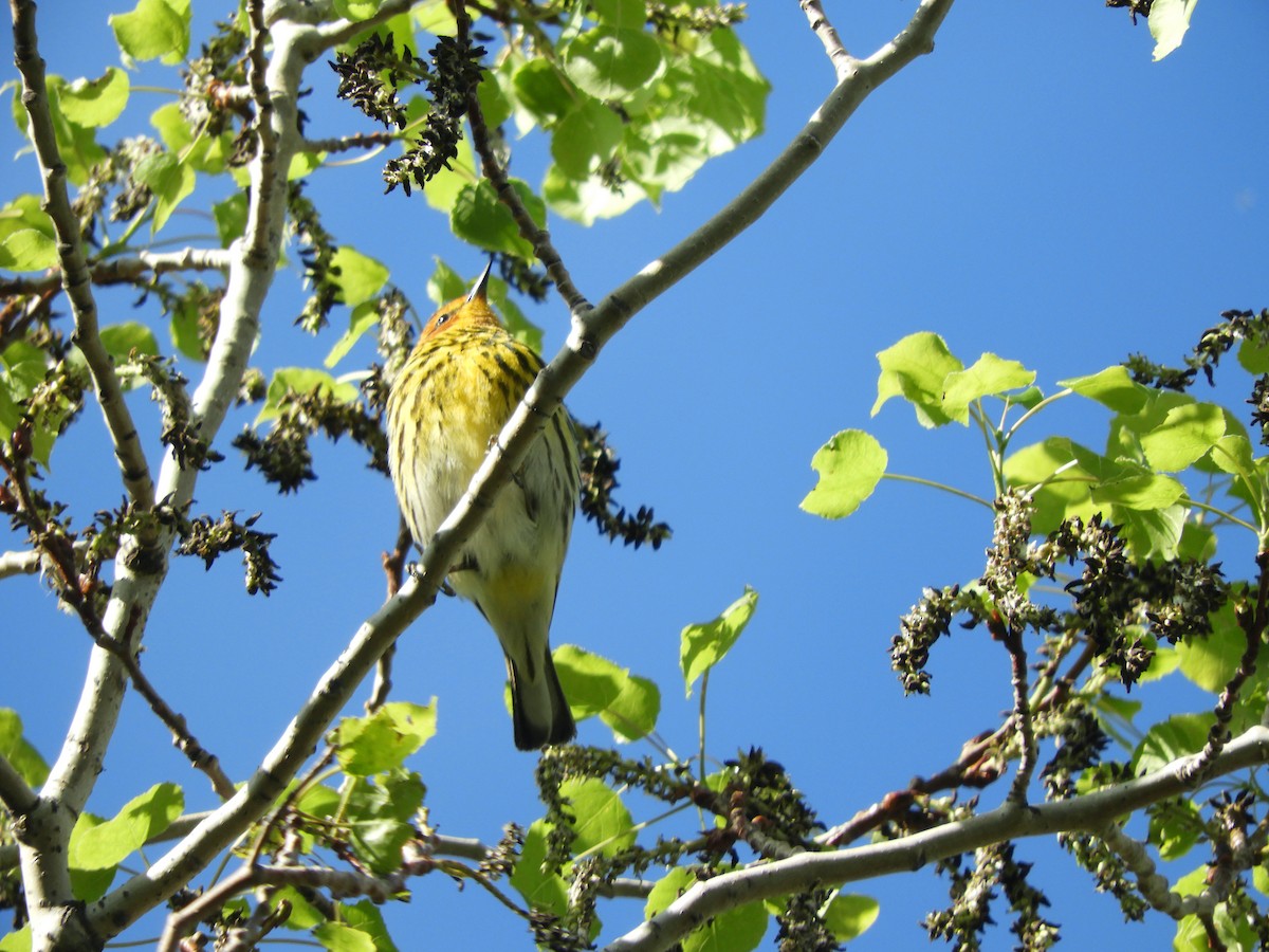 Cape May Warbler - ML618696773