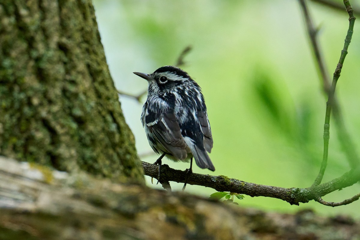 Black-and-white Warbler - ML618696785