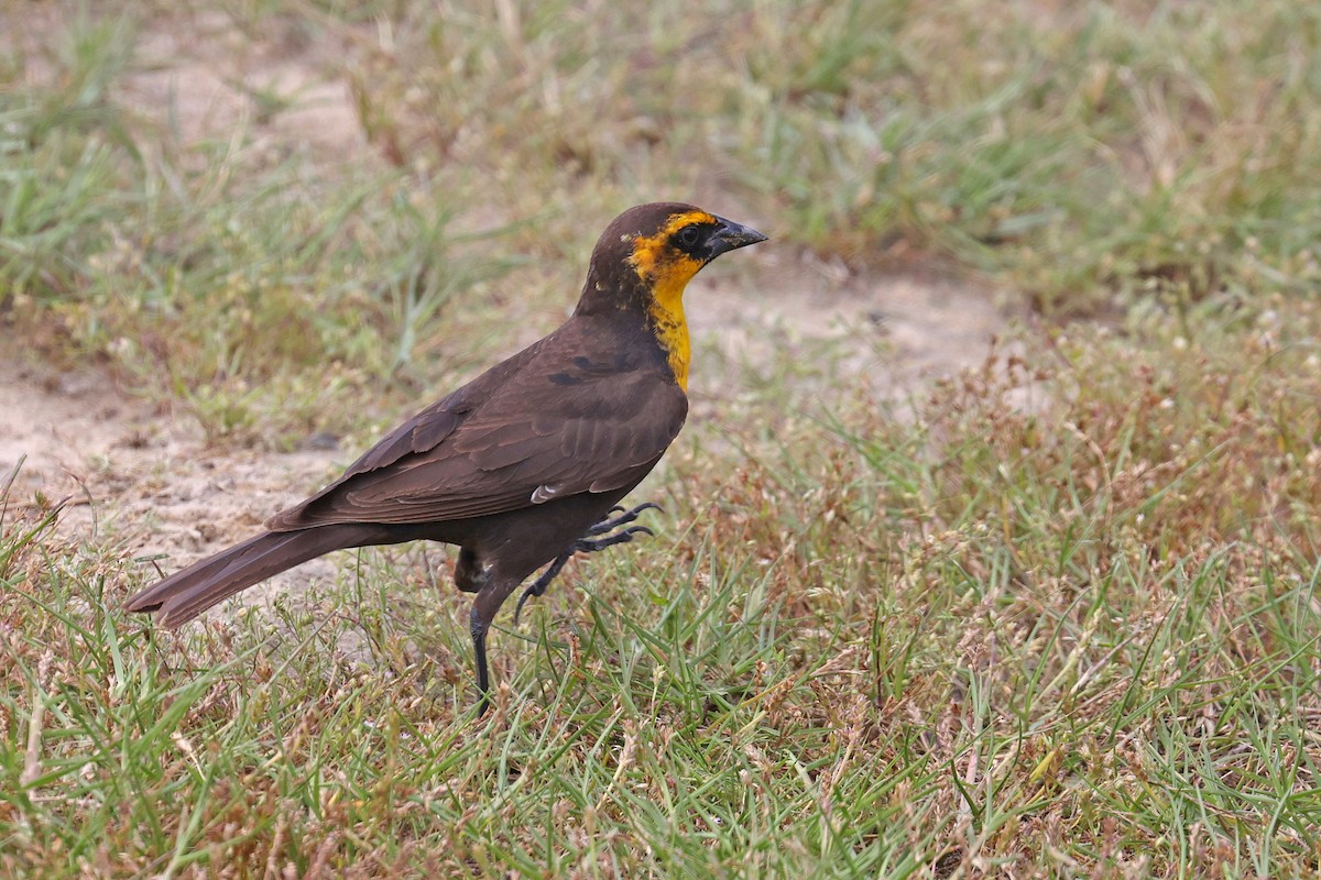 Yellow-headed Blackbird - ML618696809