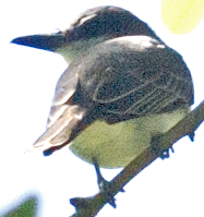 Gray Kingbird - ML618696815