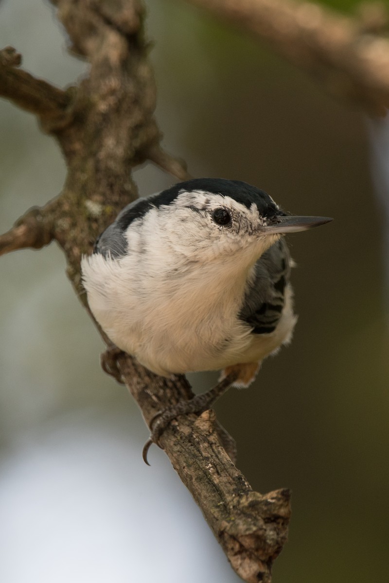White-breasted Nuthatch - ML618696820
