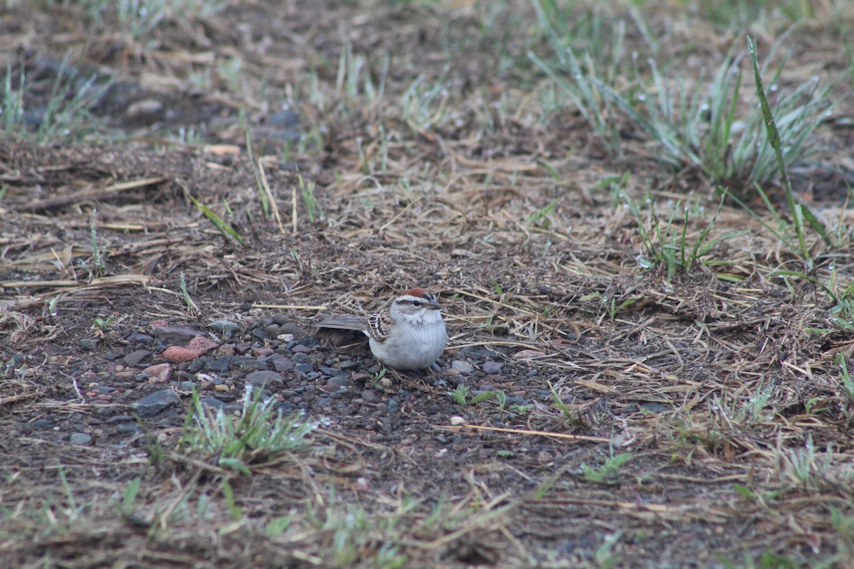 Chipping Sparrow - ML618696824