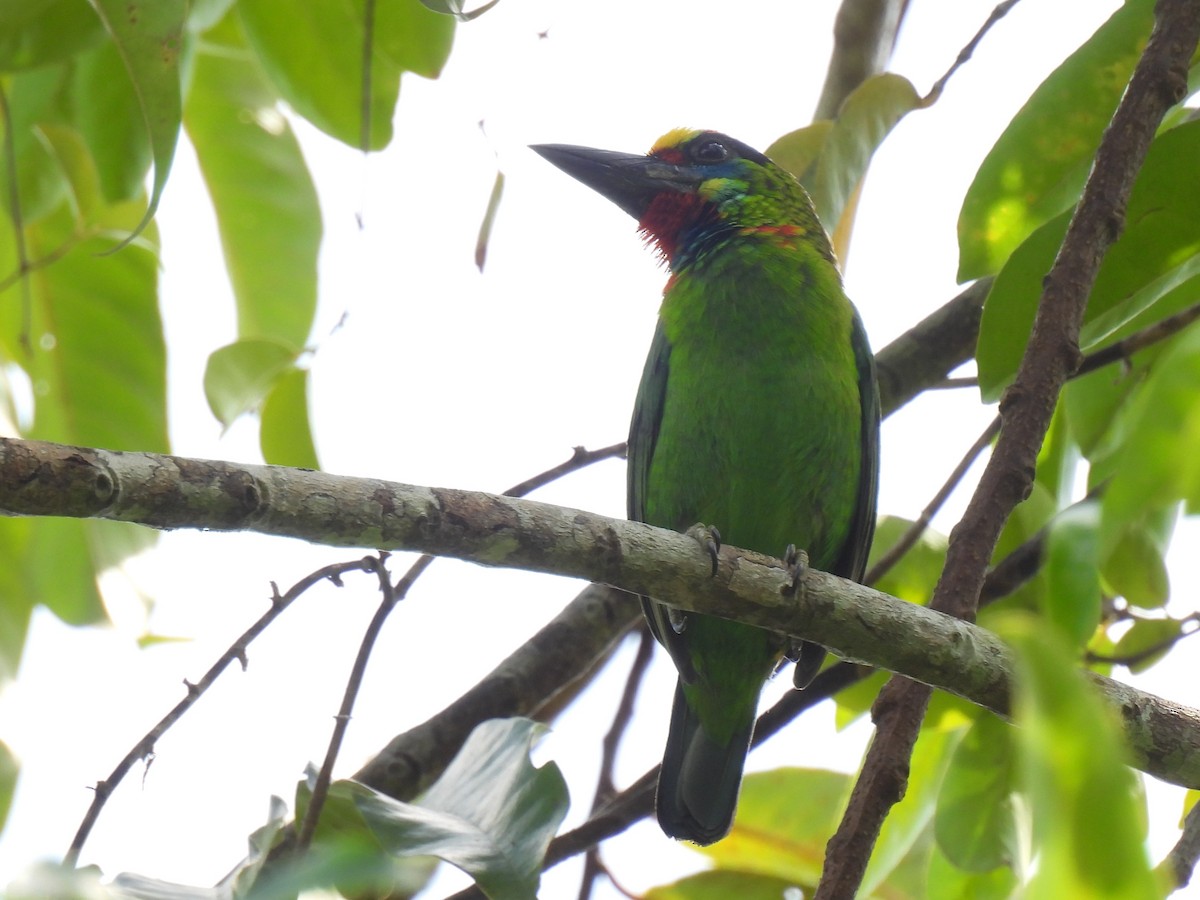 Red-throated Barbet - ML618696827