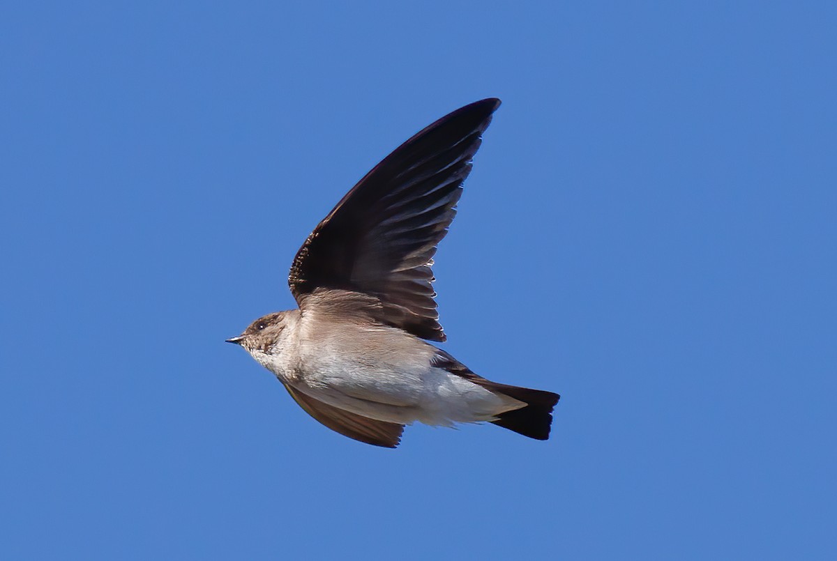 Northern Rough-winged Swallow - ML618696830