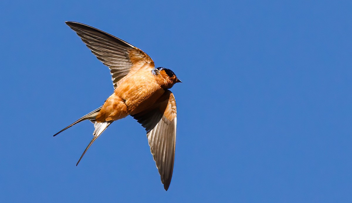 Barn Swallow - Phil Bartley