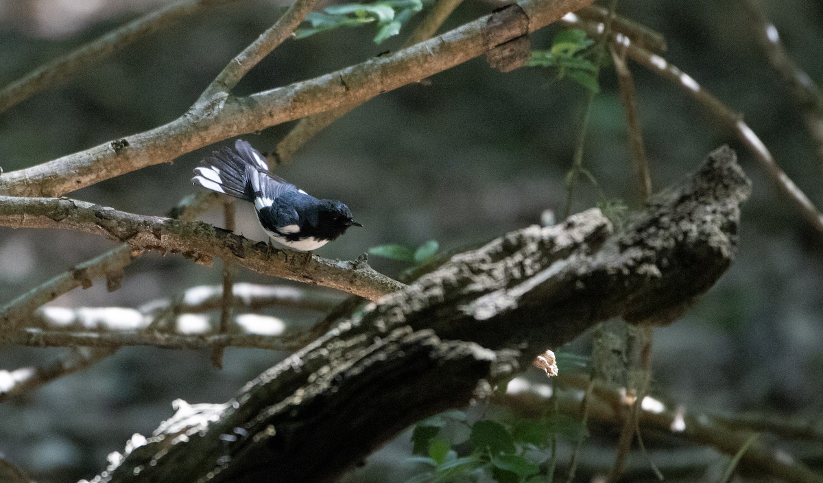 Black-throated Blue Warbler - Ivan Castaneda