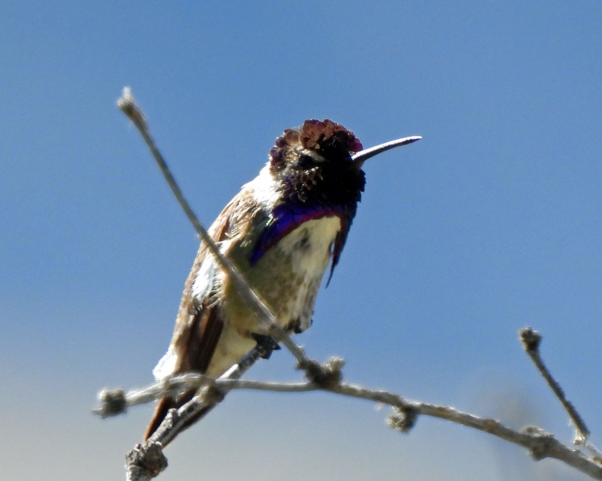 Costa's Hummingbird - ML618696894