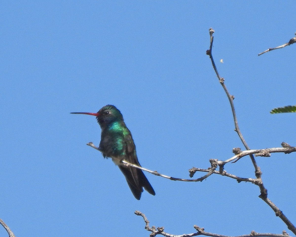 Broad-billed Hummingbird - ML618696901