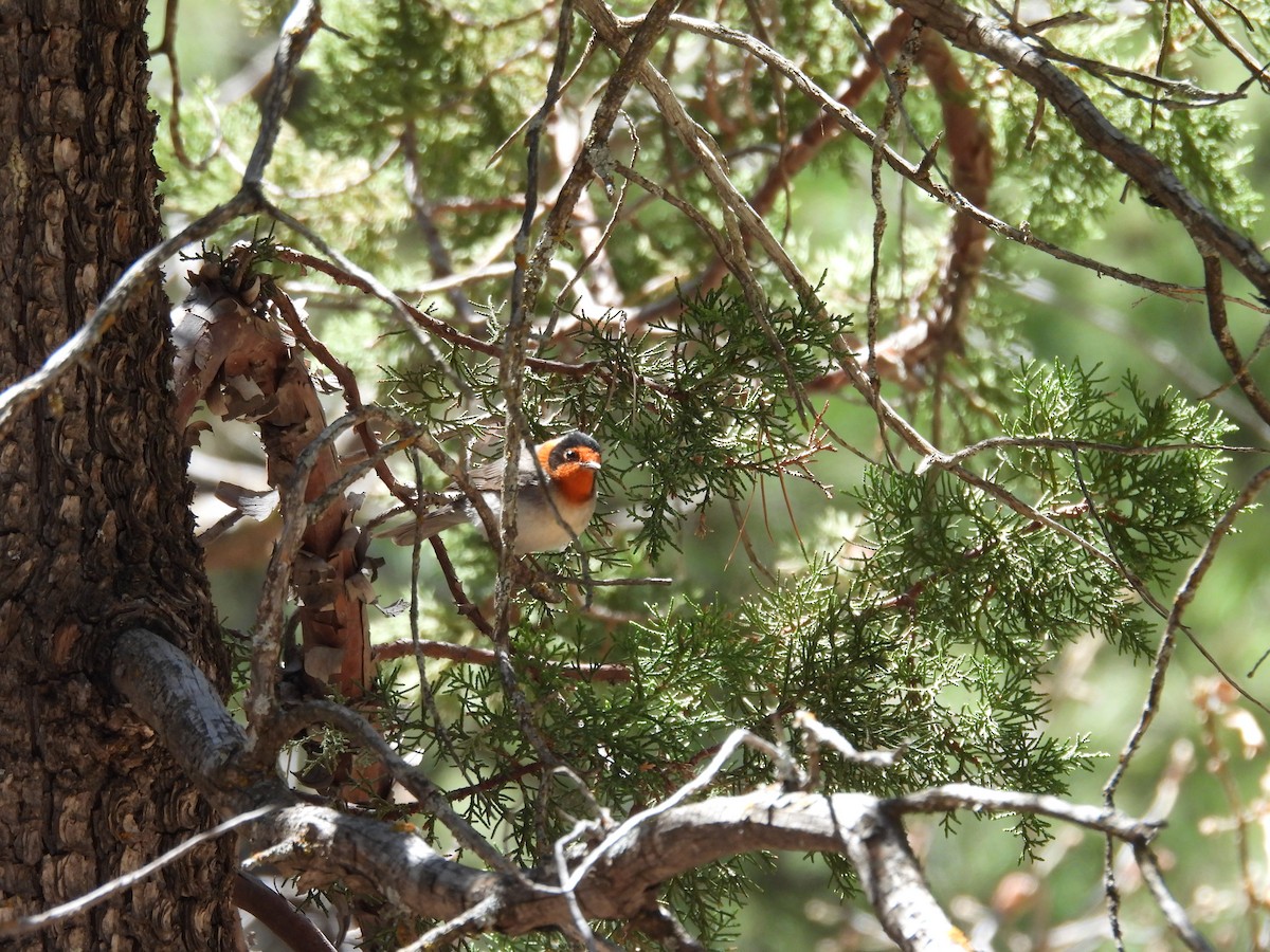 Red-faced Warbler - ML618696905