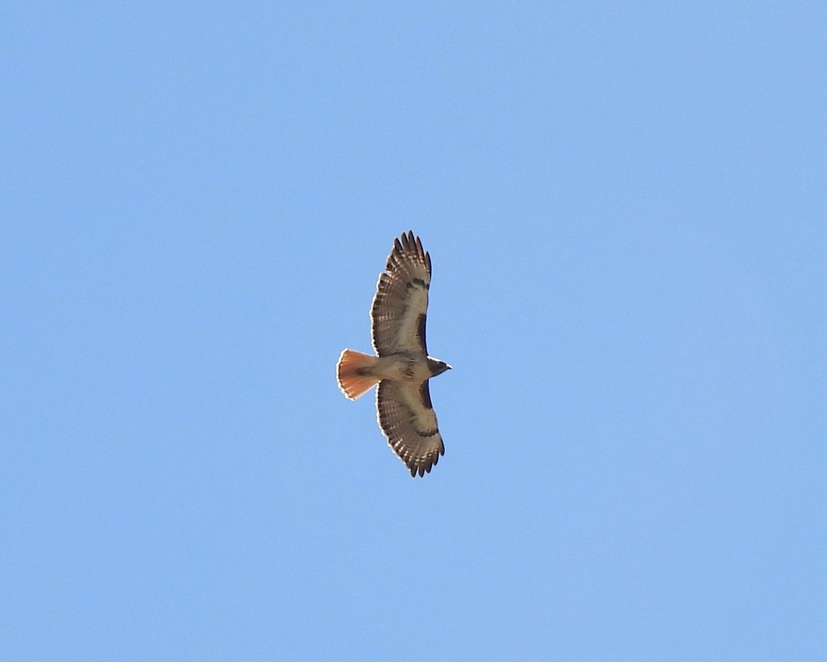 Red-tailed Hawk - ML618696908