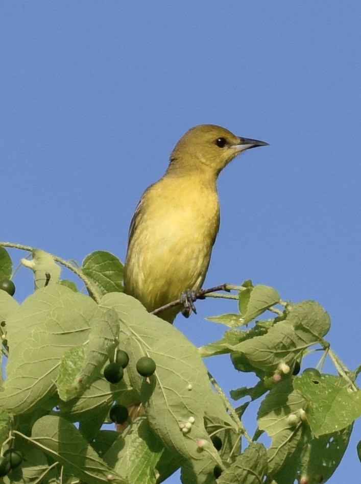 Orchard Oriole - ML618696914