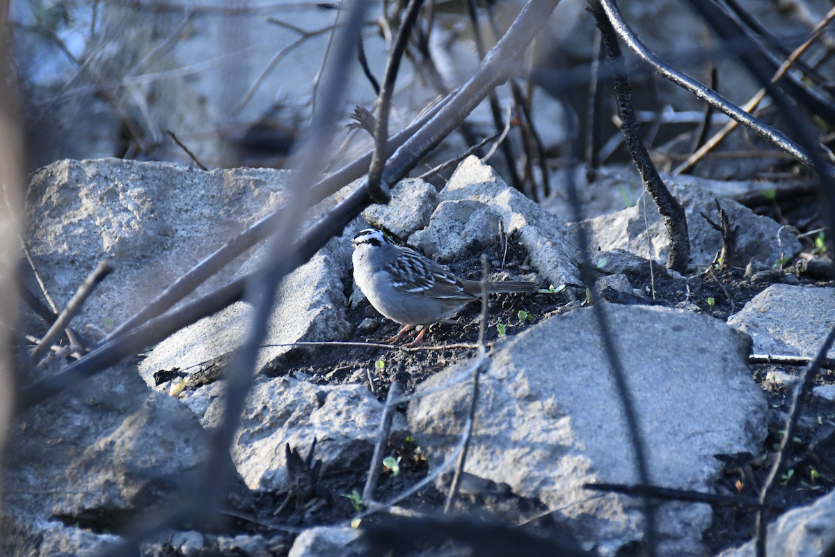 White-crowned Sparrow - ML618696921