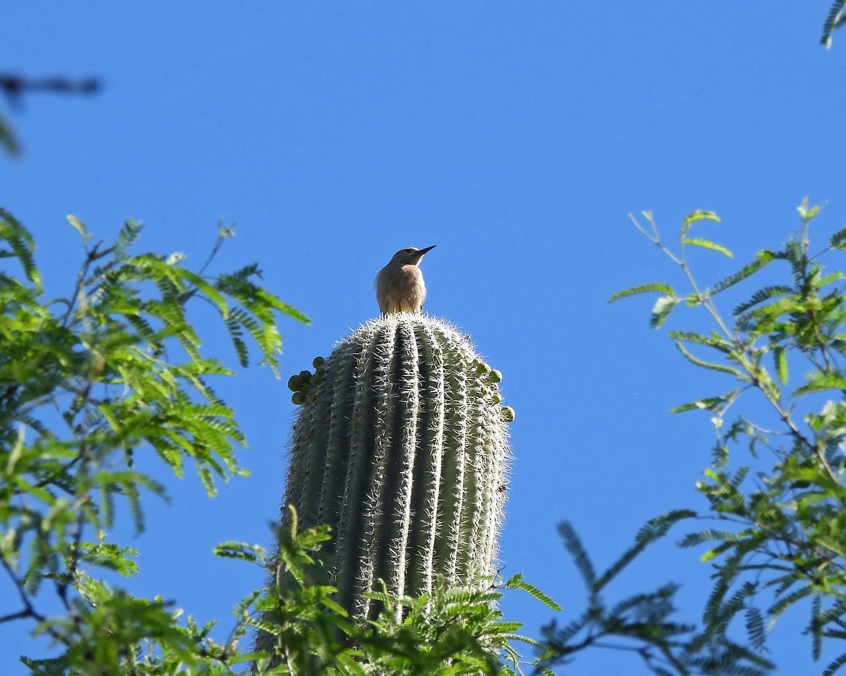 Gila Woodpecker - ML618696924