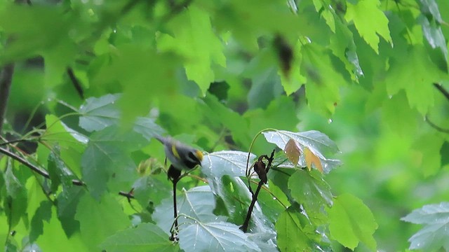 Golden-winged Warbler - ML618696935