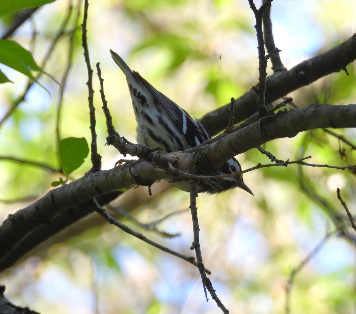 Black-and-white Warbler - ML618696947