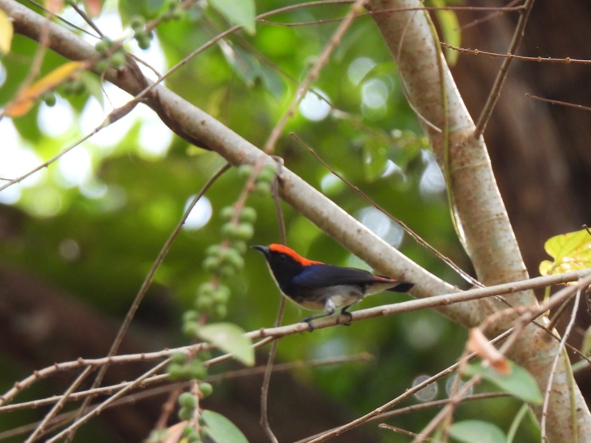 Scarlet-backed Flowerpecker - ML618696960