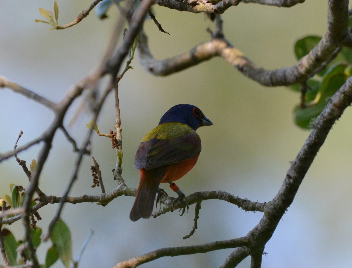 Painted Bunting - ML618696964