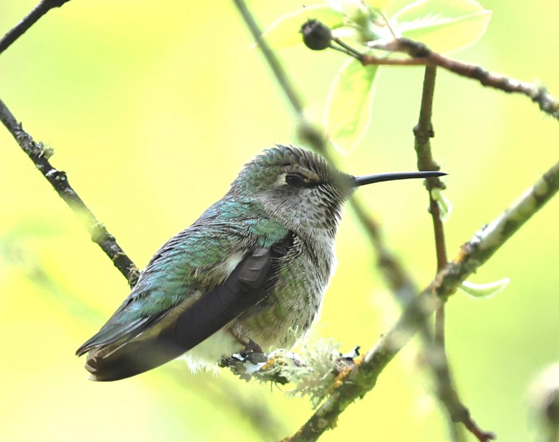Anna's Hummingbird - ML618696965
