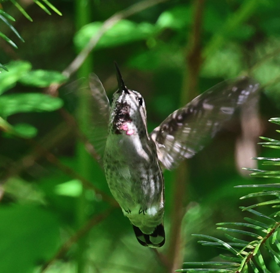 Anna's Hummingbird - ML618696966