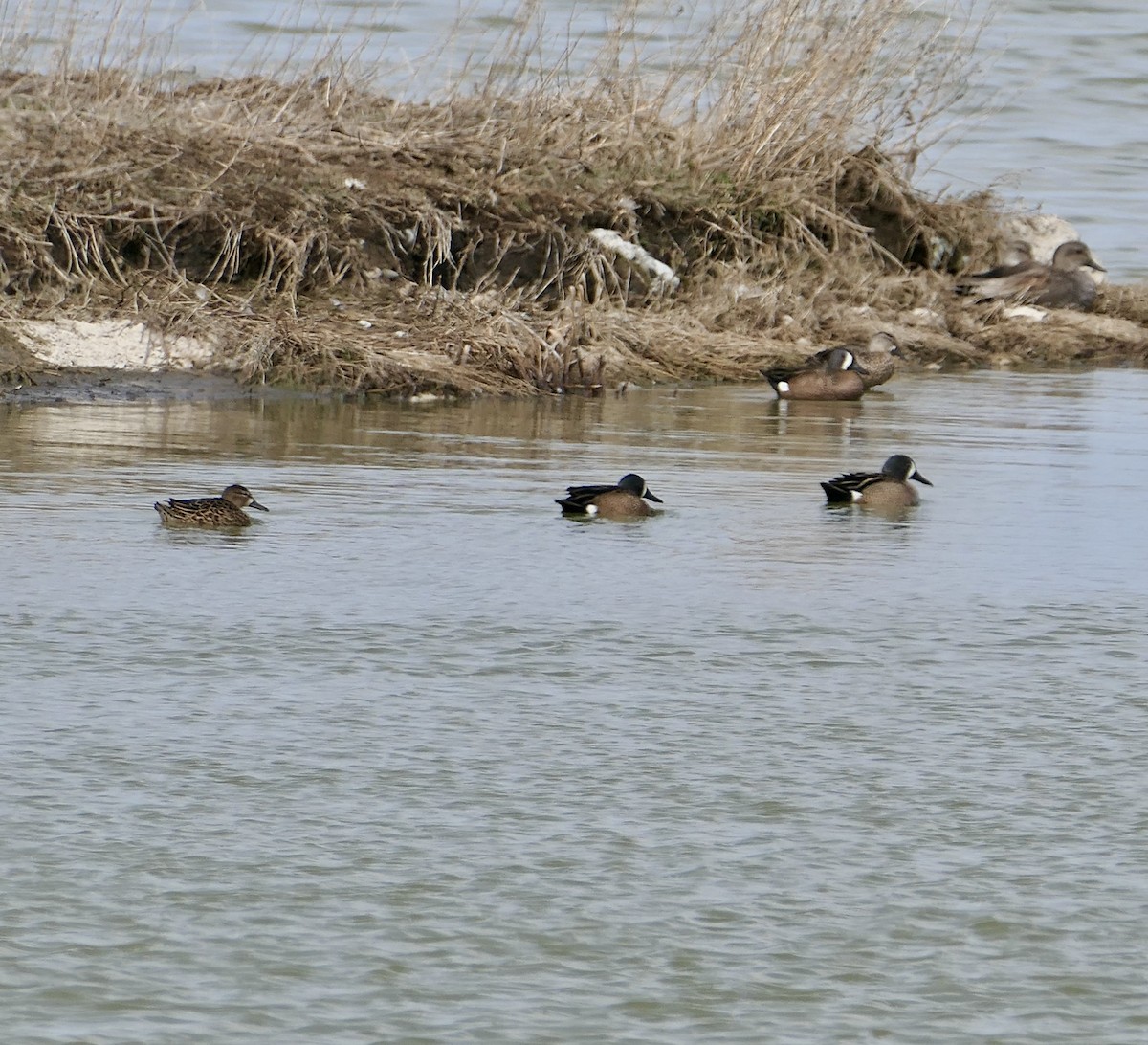 Blue-winged Teal - ML618696967