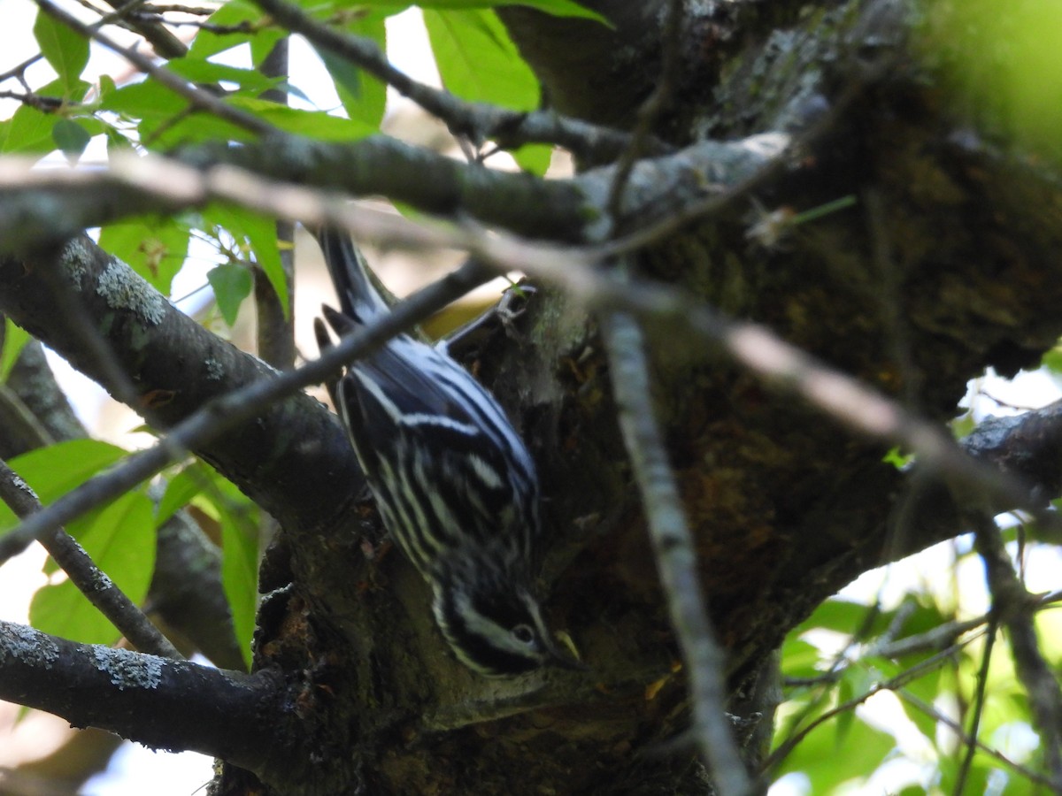 Black-and-white Warbler - ML618696974