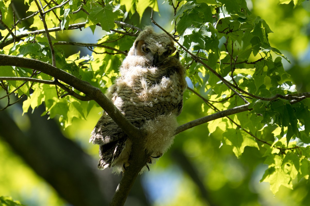 Great Horned Owl - ML618696977