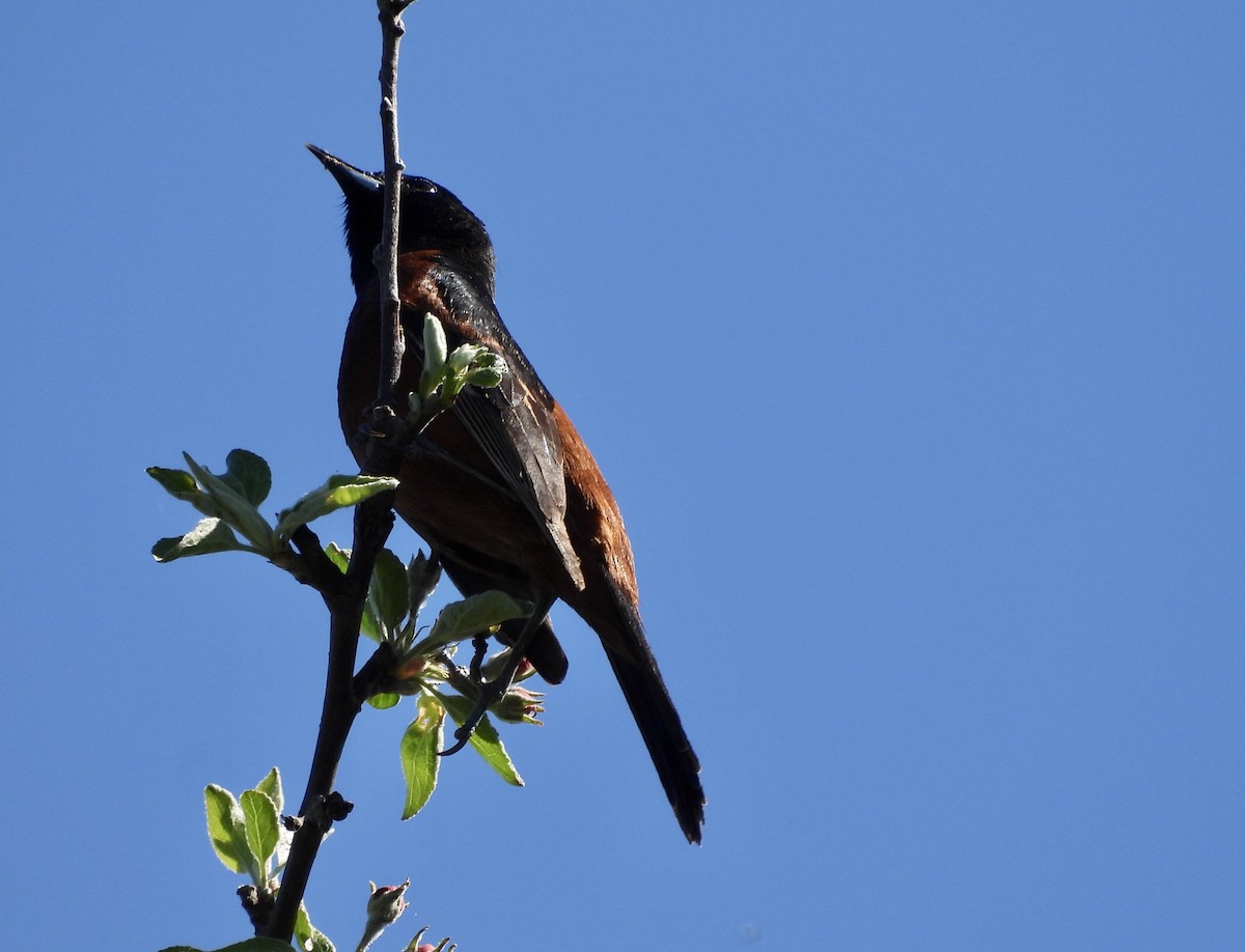 Orchard Oriole - ML618696980