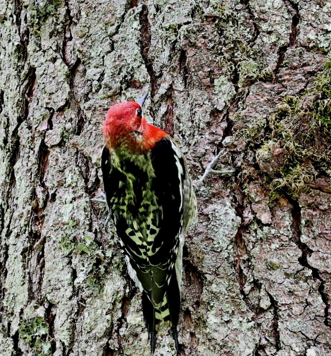 Red-breasted Sapsucker - ML618697014