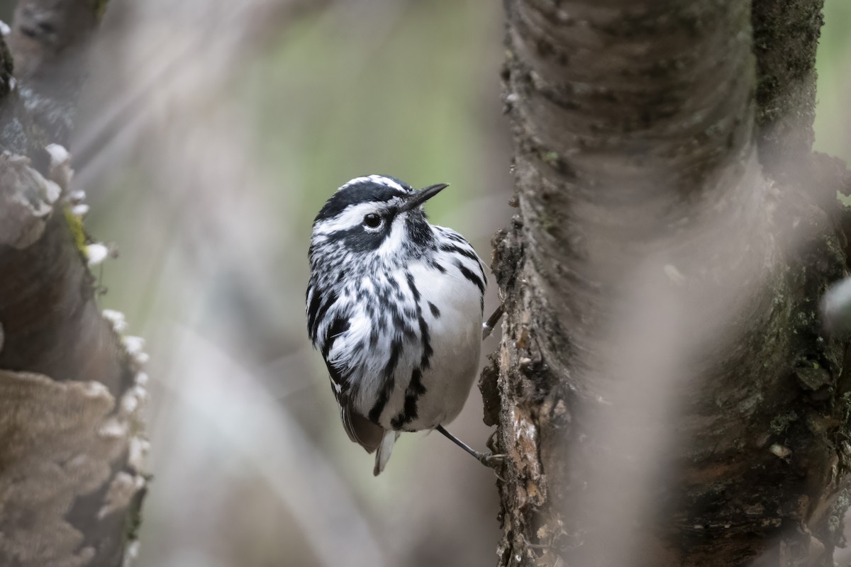 Black-and-white Warbler - ML618697061