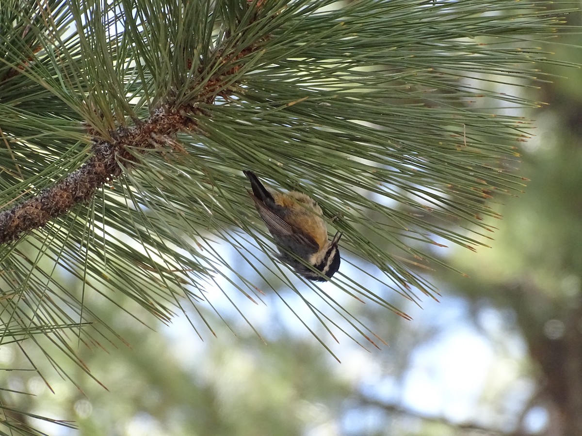 Red-breasted Nuthatch - ML618697082