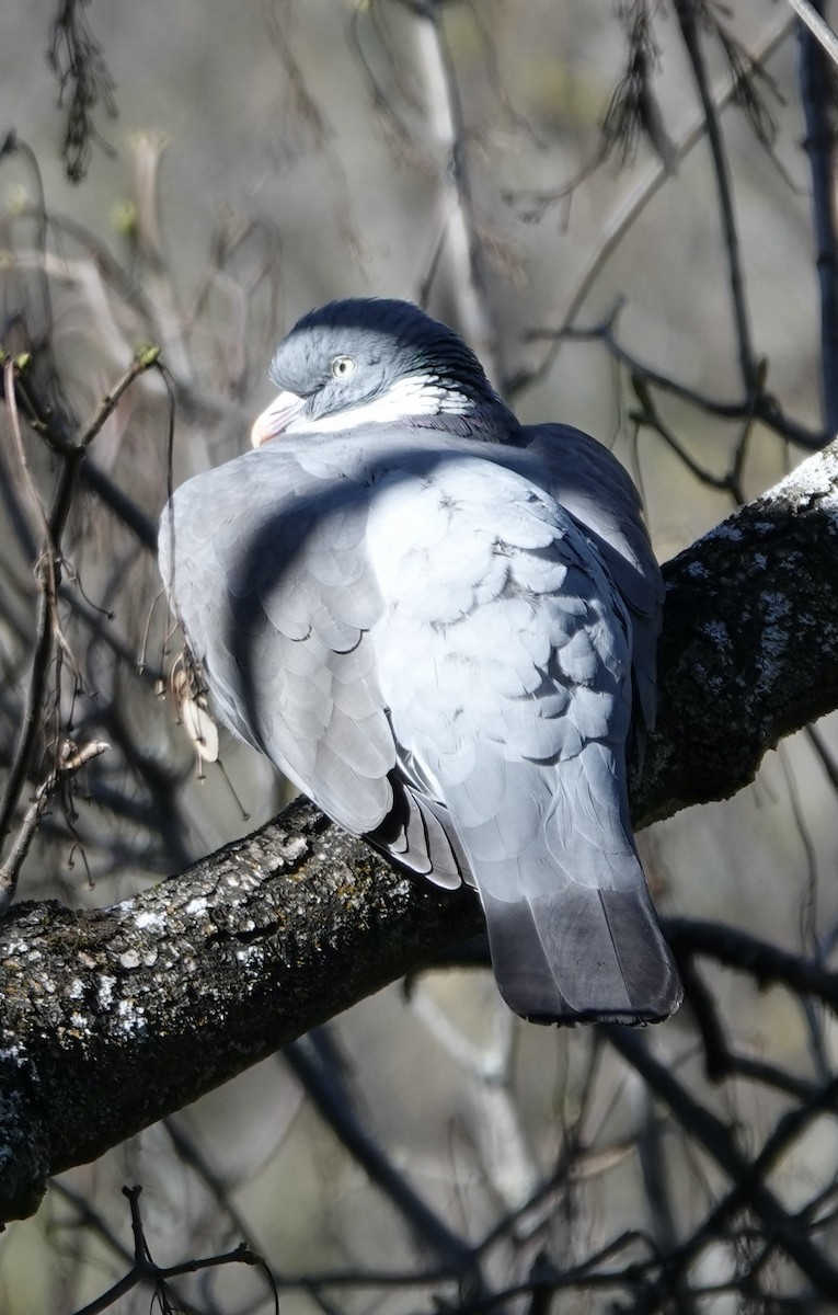 Common Wood-Pigeon - ML618697112