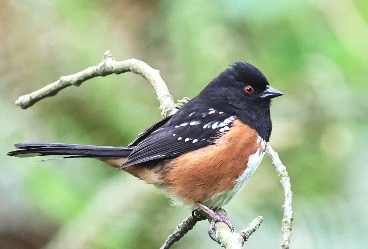 Spotted Towhee - ML618697117
