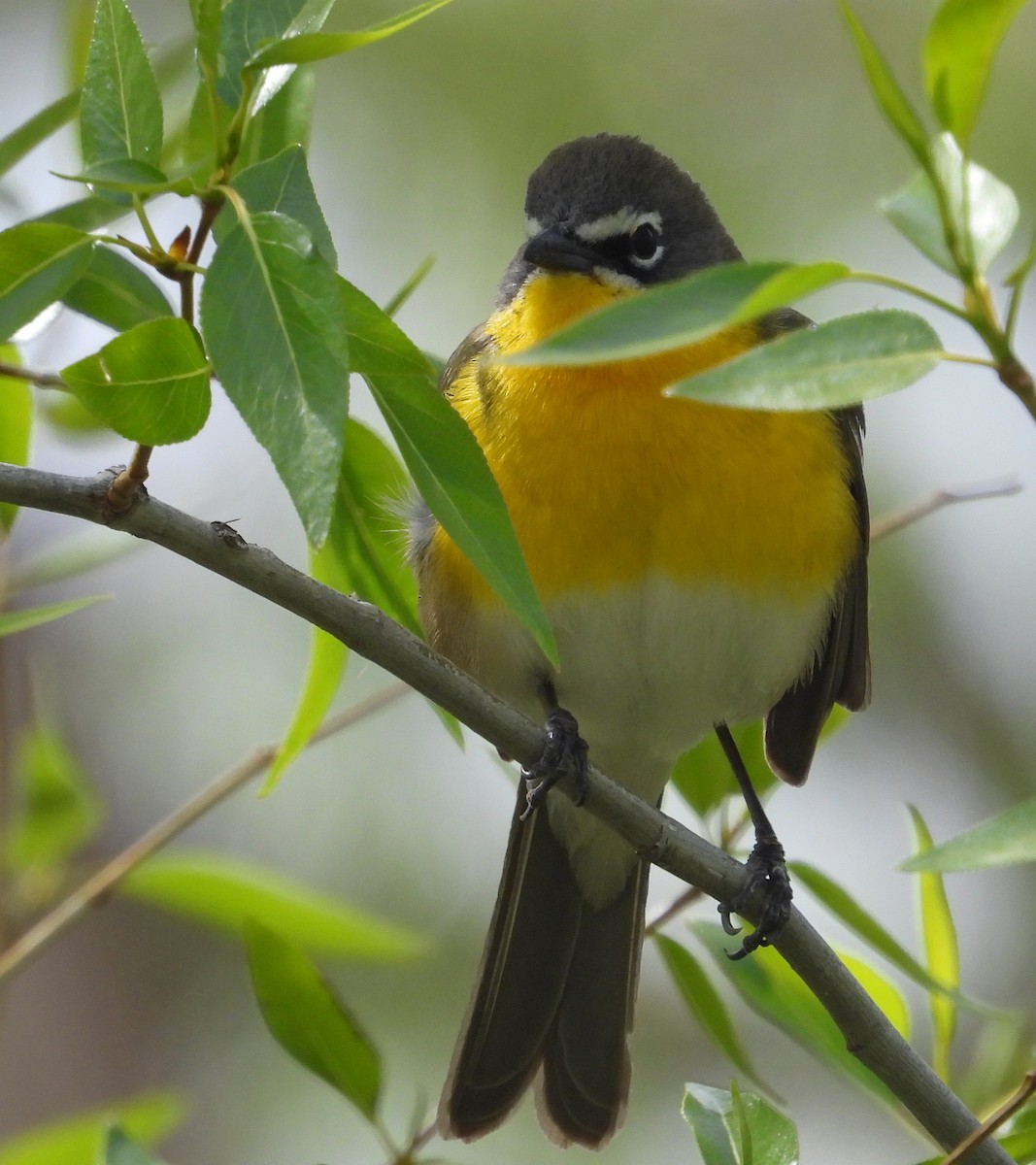 Yellow-breasted Chat - ML618697142