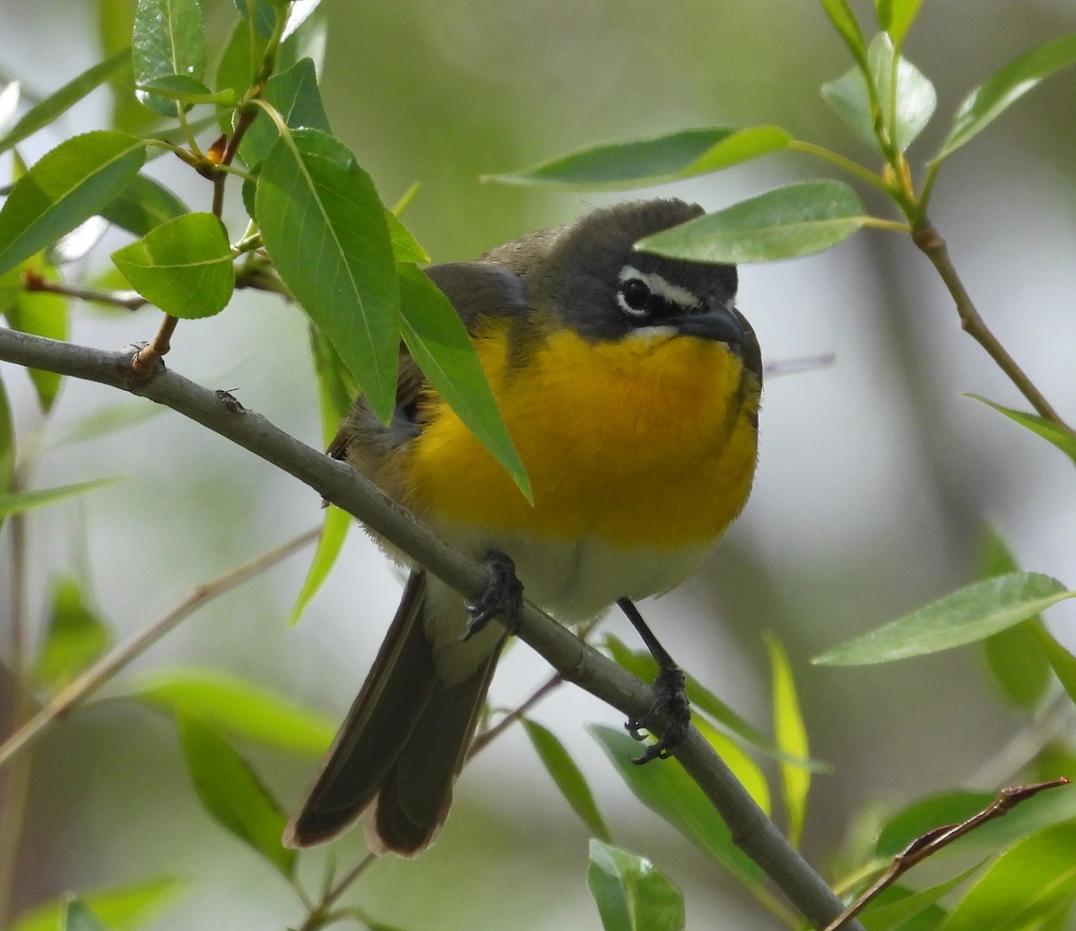 Yellow-breasted Chat - ML618697144