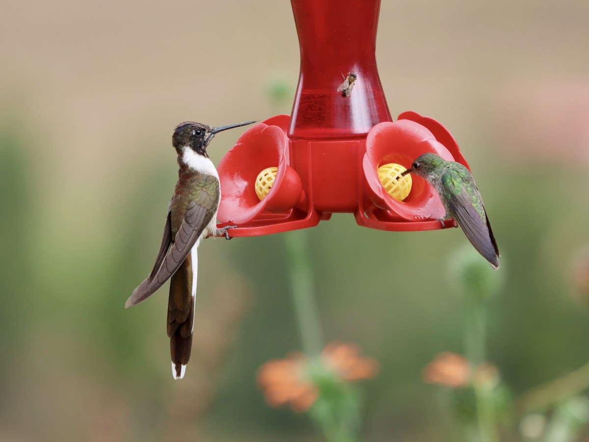 kolibřík výšinový - ML618697152