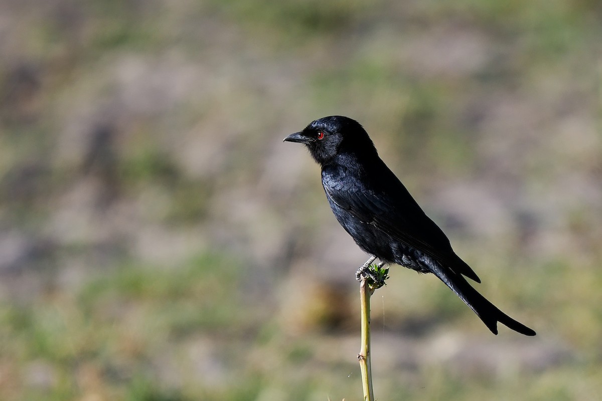 Fork-tailed Drongo - ML618697162